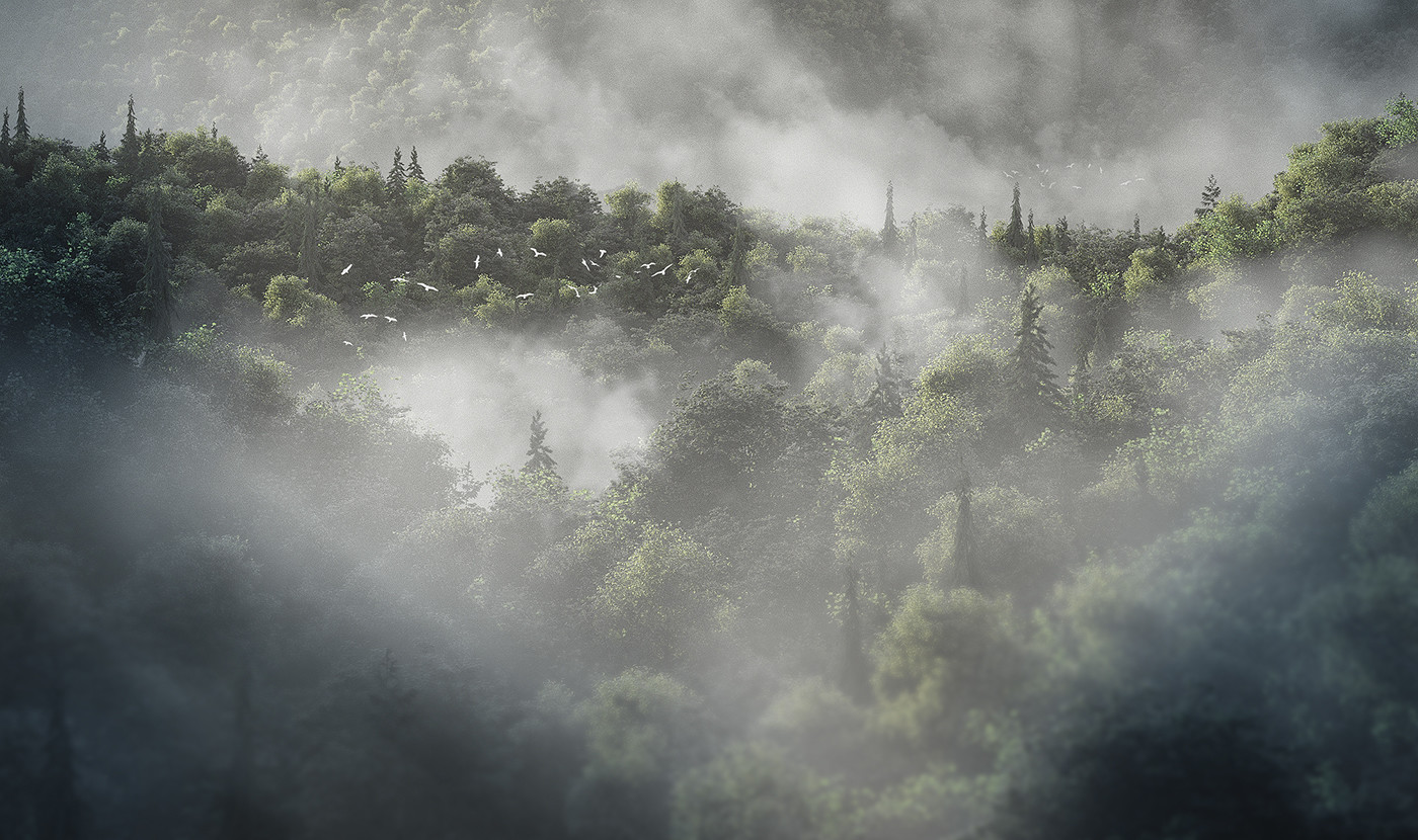 Photo du projet Forêt 